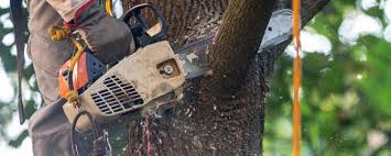 Best Tree Trimming and Pruning  in Rosenhayn, NJ