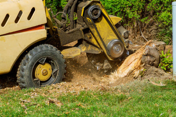 Best Tree Disease Treatment  in Rosenhayn, NJ