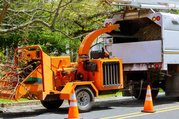 Leaf Removal in Rosenhayn, NJ