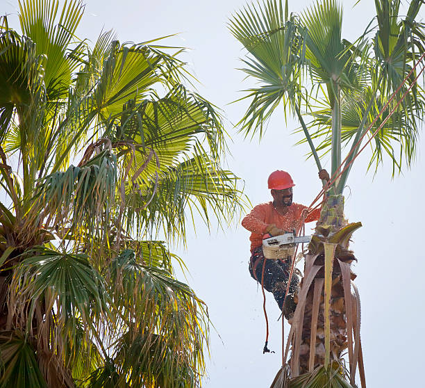 Rosenhayn, NJ Tree Removal Company