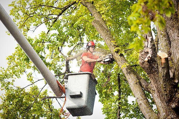 Best Commercial Tree Services  in Rosenhayn, NJ